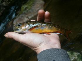 Carbon Co brookie