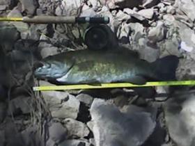 Perkiomen Smallie