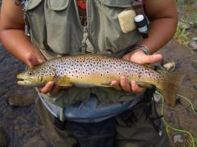 Mr. Brown from Lake City,CO