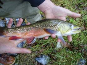 Tiger Trout