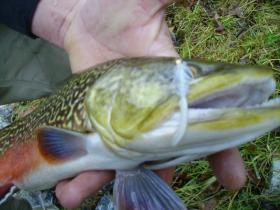 Tiger Trout