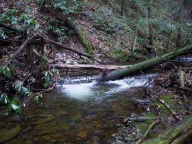 Centre County Brookie Stream