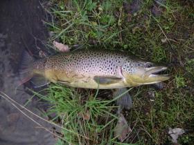 Nice Brown