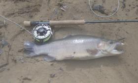 hooked jaw stockie