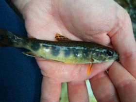 very small wild brookie from Tioga County