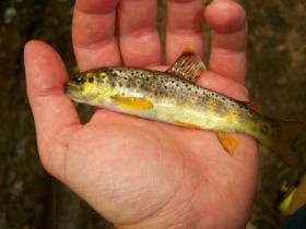 wild brown trout small stream Tioga County