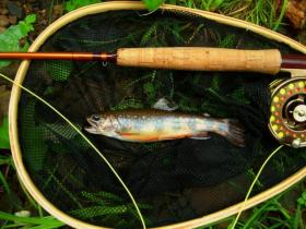 medium sized wild brookie - Tioga small stream