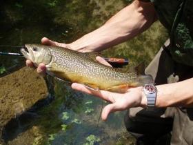 Falling Springs Tiger