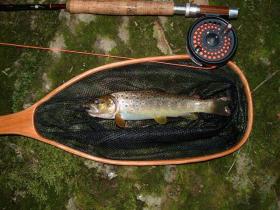 wild brown
