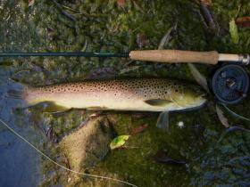 Spring Creek Brown
