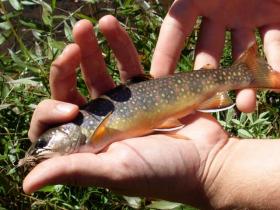 Native Brookie on Piney run