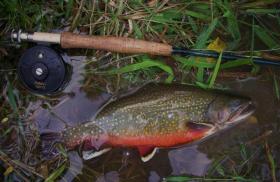 Brookie