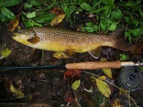 Streamer Brown