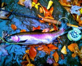 Fall rainbow in spawning colors