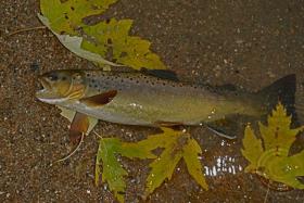 Valley Creek Brown