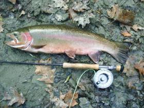 Colorful Steelhead