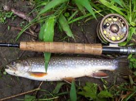 Narrows Brookie