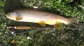 Big Spring Brown