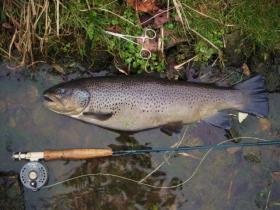 Large Brown