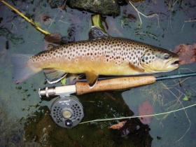 Nicely Colored Brown