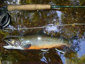 Big Hunting Creek Hold Over Brookie