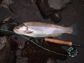 22 inch stocked Rainbow