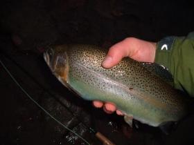 18 inch stocked Rainbow