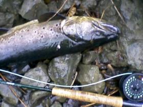 Huge Spring Creek brown