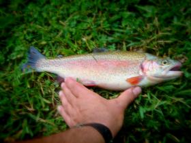 Mingo Park monster