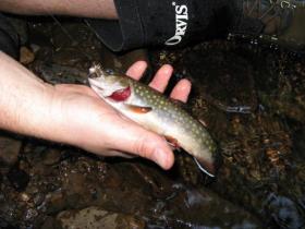 Wild brookie.