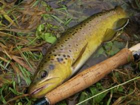 Spring Creek Brown