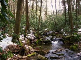 Centre County Brookie Stream