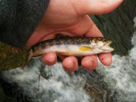 Brookie