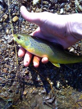 Valley Creek Brown