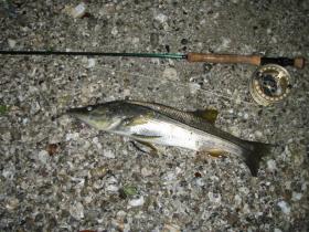 Snook