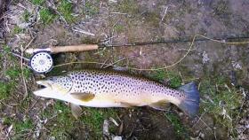 22" from Lititz