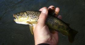 Pretty Brownie