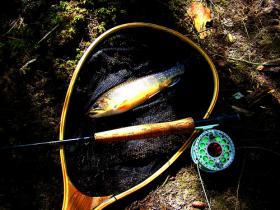 Brookie