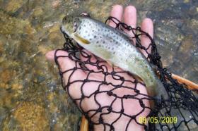 Lackawanna River Brown