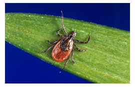 Tick