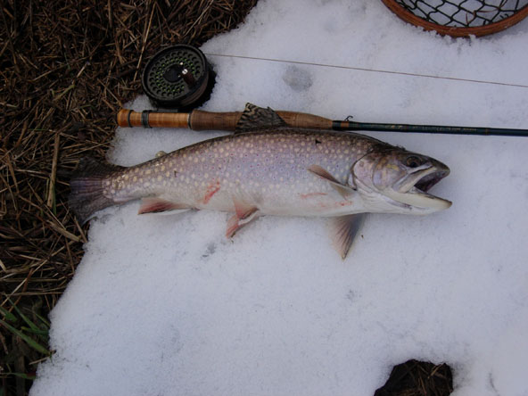 103_4f6e42460532f.jpg 592X444 px