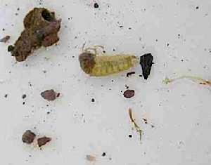 112_4f10cf8c91995.jpg 300X235 px