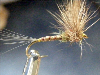 112_515317936e1db.jpg 400X300 px