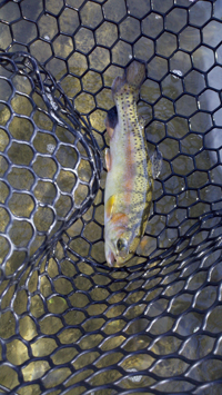 1342_4f7f024837d22.jpg 200X355 px