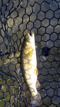 1342_4f7f0370b3943.jpg 200X355 px