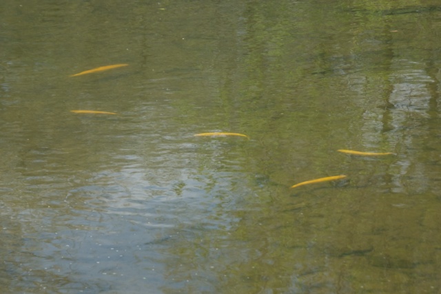 1_4fa0043098af7.jpg 640X427 px