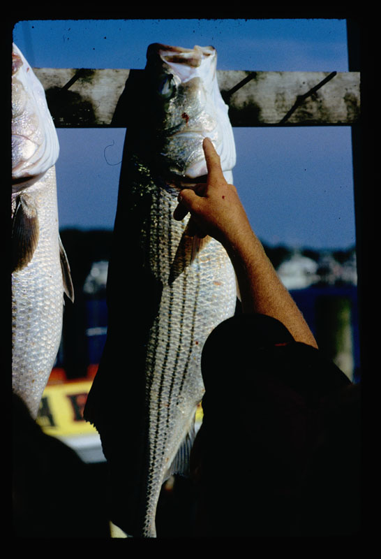 2007_4e7233b5898fa.jpg 546X800 px