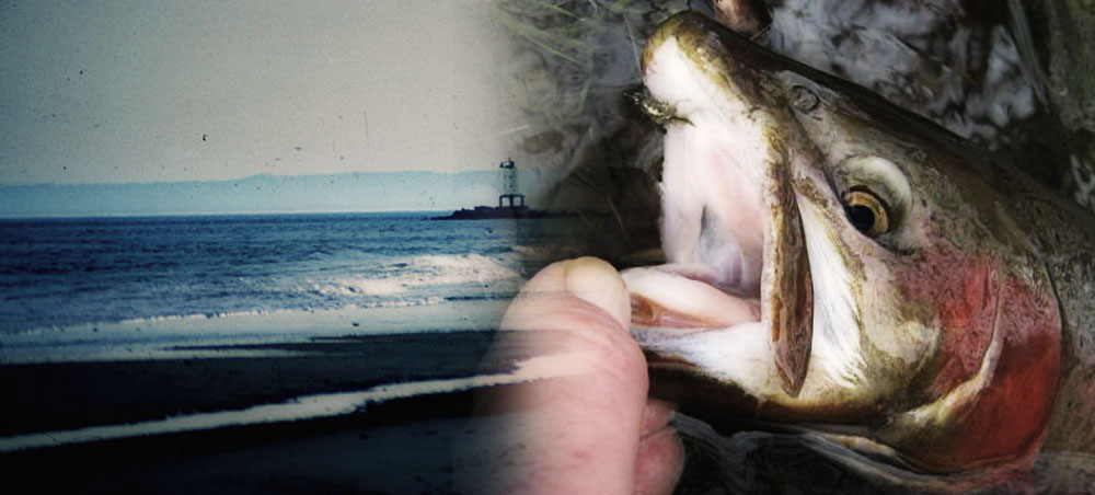 2007_4ec1e737cfc18.jpg 1000X452 px