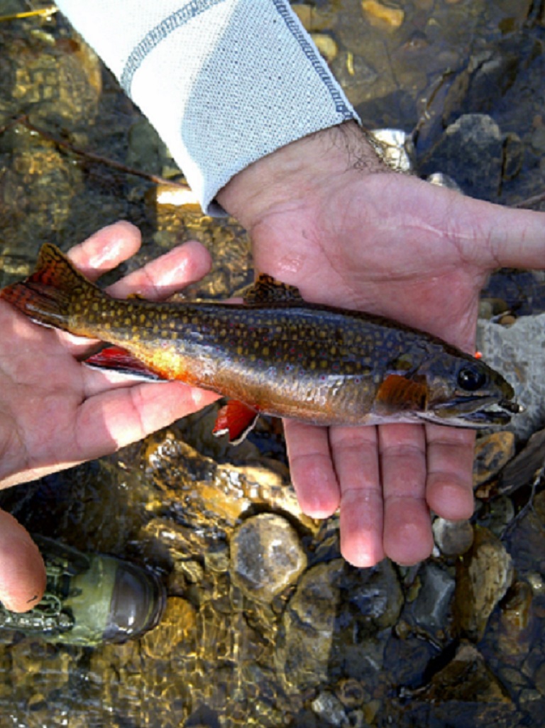 2497_4f75f9ba43478.jpg 768X1026 px