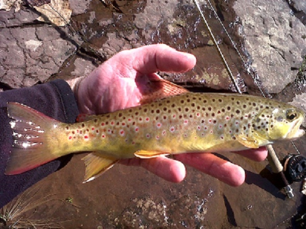 2497_4f75f9c7154bb.jpg 990X742 px